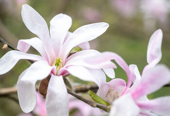 Macro photo of white-pink Magnolia stellate, Siebold and Zucc, flowers of a green spring park. blurred foreground - obrazy, fototapety, plakaty