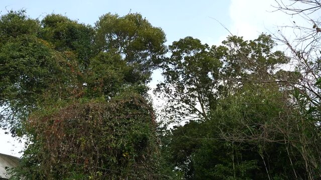 強風に煽られる木々（風切り音有り）