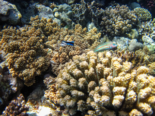 Coral reef of the Red Sea. Inhabitants of the underwater world on the seabed.