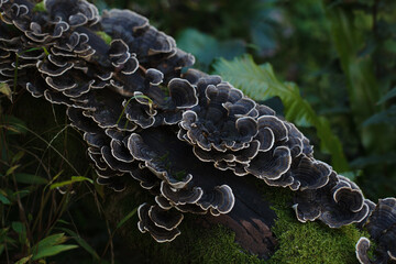 Nature background with mushroom outdoor. Dark Trametes Versicolor on green moss in wild forest,...