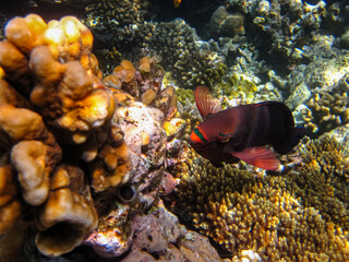 Coral reef of the Red Sea. Inhabitants of the underwater world on the seabed.