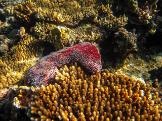 Coral reef of the Red Sea. Inhabitants of the underwater world on the seabed.