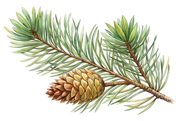 Foto auf Alu-Dibond Branch of a fir tree and cone for Christmas  decoration. Hand drawn pine branch watercolor and pencil drawing. Happy new year 2025. Generative ai  © Ann