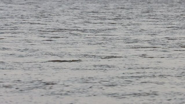 South Asian river dolphin (Platanista gangetica) is an endangered freshwater or river dolphin living in the Indus River and connected channels Slow Motion 120fps 4k