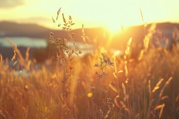 Golden hour nature landscape background