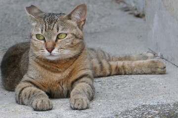 野良猫