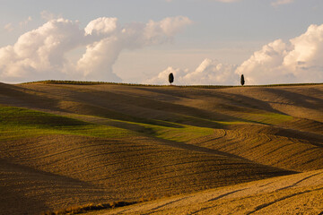 Naklejka premium Rural landscape of Tuscany in Val d'Orcia