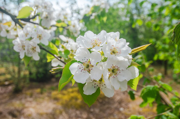 spring: white flowers pear tree