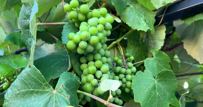 Fungal diseases cause white grapes to rot on the vine, resulting in grape mould, specifically Botrytis cinerea. Mildew on young grapes in 4K resolution. Pharmaceutical concept for rotten fruit bunches