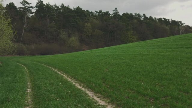 Trampled road that stretches along the forest. The road on the hill through a beautiful green field.