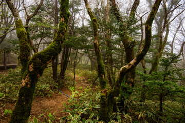 Fototapeta na wymiar A walk through the forest on Mount Hallasan on Jeju Island, Japan.