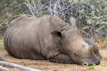 Picture of a rhino in the wild taken in the Namibian province of Waterberg