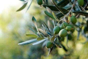 Close up shot of green olives growing on a tree branch. Copy space for text, background.