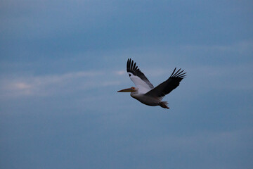 Great White Pelican (Pelecanidae) in the Danube Delta, Romania