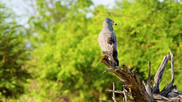Close up of an African Harrier hawk (Polyboroides typus) perched on a tree branch. Chobe National Park, Botswana, South Africa 