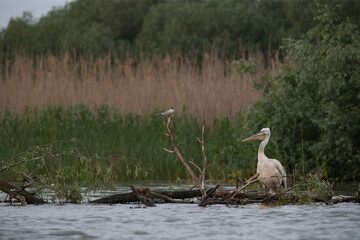 Great White Pelican (Pelecanidae) in the Danube Delta, Romania