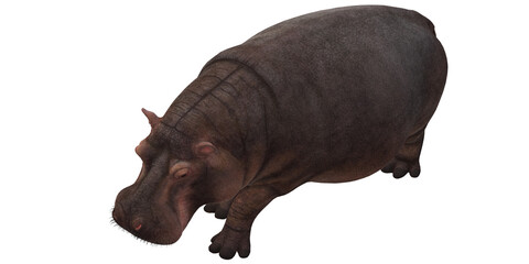 Hippopotamus isolated on a Transparent Background