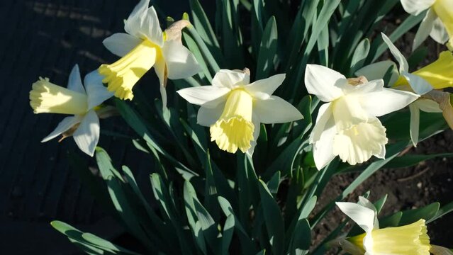 Many beautiful blooming white flowers of daffodils in the garden on a sunny spring day
