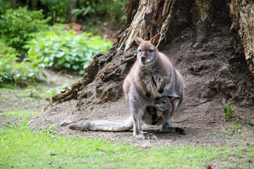 Wallaby Weibchen mit Baby im Beutel auf einer Wiese vor einem Baum, kleines Känguru