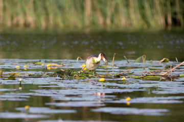 Great crested grebe - Podiceps cristatus
