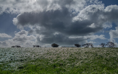 Windy Cornish Field and Stormy Sky.