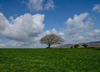 Cornish Oak tree in a rural field.