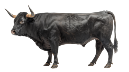 Spanish black bull isolated over white background with clipping path