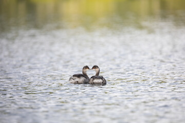 Beautiful wild birds swimming in Lost Lake, Oregon