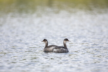 Beautiful wild birds swimming in Lost Lake, Oregon