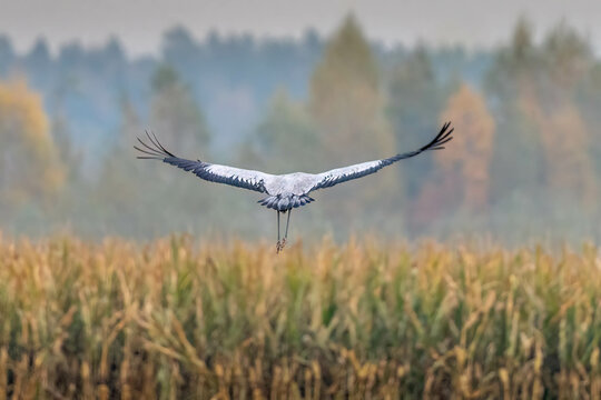 Cranes in the meadow in the morning, autumn