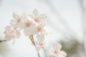 Fototapeta na wymiar ふんわり桜