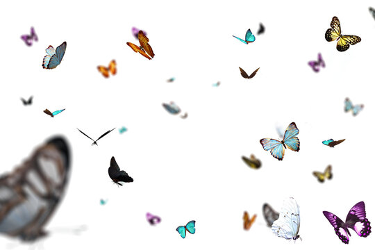 Butterfly flying virtual cg special effects film and television movie insects natural material elements fantasy photo border png