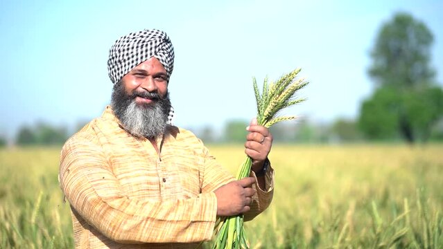 Happy indian punjab sikh farmer in agriculture field holding wheat corp in hand, Agribusiness, Rural india.