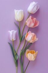 Elegant Pastel Tulips on Purple Background for Springtime