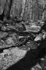 Marais Kingsbury &Eacute;clipse 8 Avril 2024 -  N&B