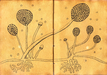 Intricate hand-drawn illustration of Rhizopus fungi on aged paper, reminiscent of medieval medicinal drawings, capturing scientific and historical essence.