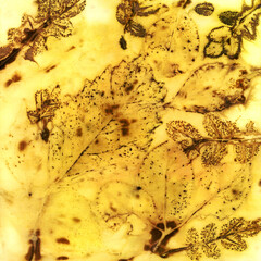 Botanical print with leaf prints on natural silk. - 780530452