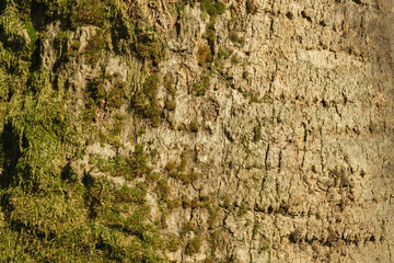 Close-up of tree log bark with moss, spring day in bright sun, background, full frame
