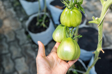 Fresh organic green tomato in girl hand over blurred background, organic agriculture industry