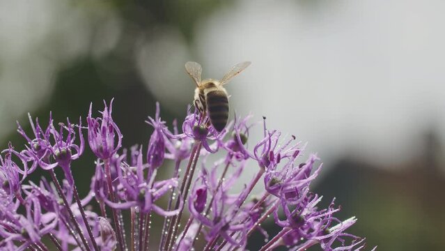 Bee flying over purple allium flower. Macro shot with natural bokeh background. Wildlife and springtime concept for design and print. Nature photography with copy space.