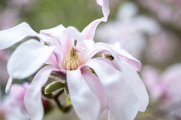 Macro photo of white-pink Magnolia stellate, Siebold and Zucc of spring park. blurred foreground - obrazy, fototapety, plakaty