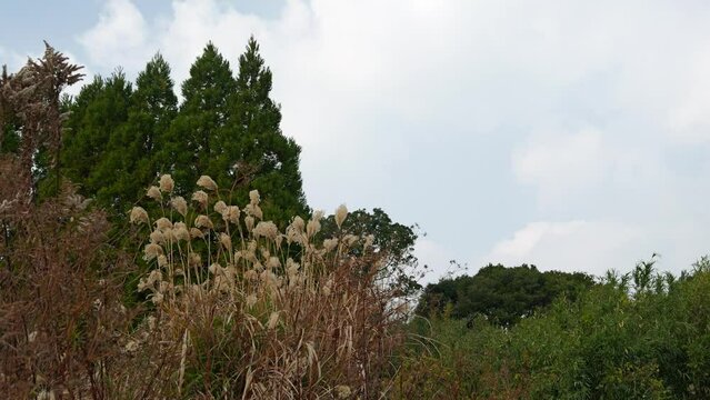 強風に煽られる草木（風切り音有り）