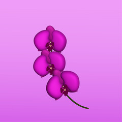 Purple orchid 3d 