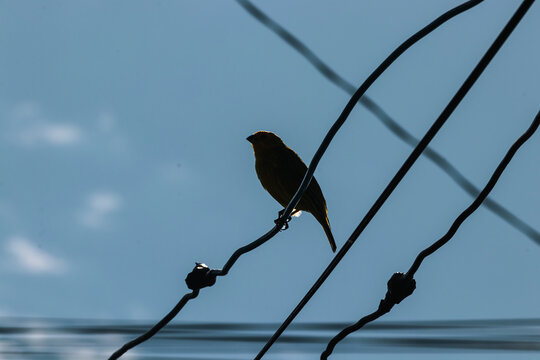Silhouette of Yellow Bird Perched on Wire Of Power Line