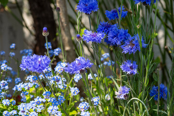青色のヤグルマギクとエゾムラサキ