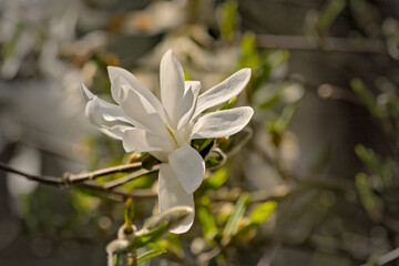 Closeup of the white flower of a star magnolia in the garden, selective focus with bokeh background - Magnolia stellata 