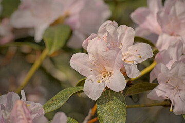  sunny pink rhododendron flowers in springtime.