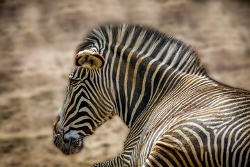 zebra resting on the ground