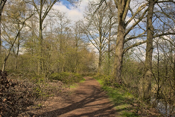  Path through Drongengoed forest on a sunny spring day, Eeklo, flanders, Belgium 