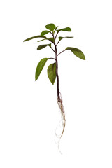 Ginura procumbens with leaves and roots isolated on white background